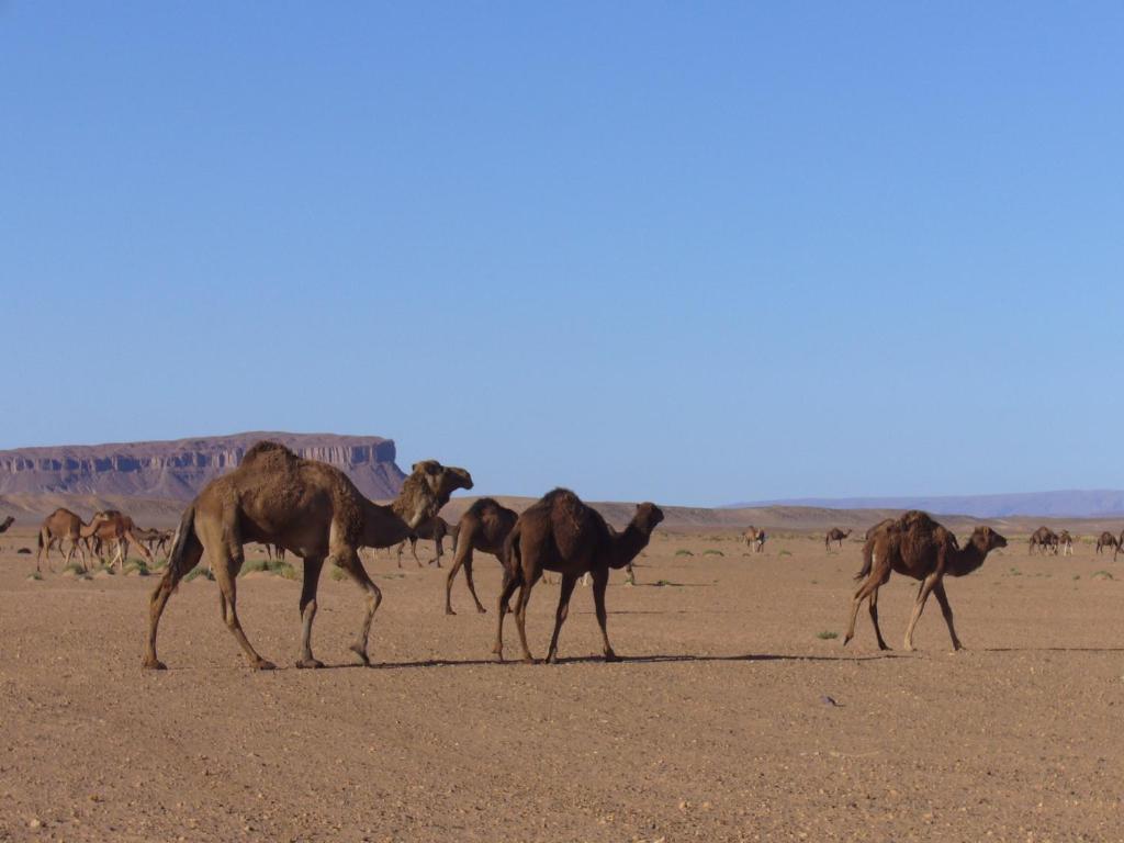 Villa Zagora Ma Villa Au Sahara Luaran gambar